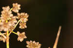 Georgia bulrush